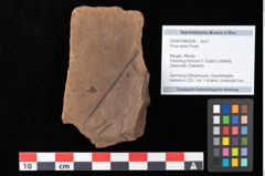 Foto (Objekt + Etikett) von Pinus laricio Poiret (NHMW-GEO-2024-0188-0238)
